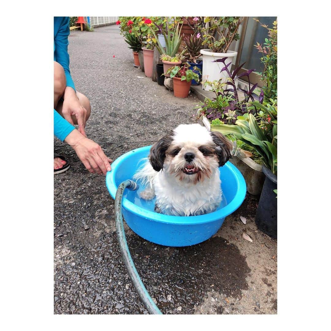 理絵さんのインスタグラム写真 - (理絵Instagram)「近所の🐶わんちゃんがお散歩から帰ってきて水浴びしていました💗可愛い  #dog #犬 #개 #cane #水浴び #いぬ部 #tokyo #japan」6月6日 18時10分 - ____rie____
