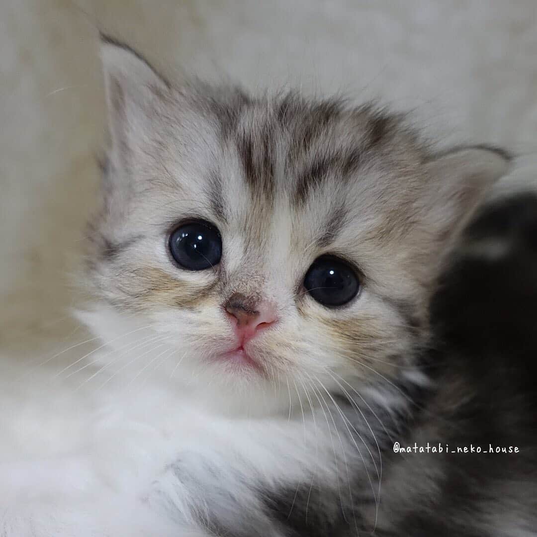 旅猫かあさんさんのインスタグラム写真 - (旅猫かあさんInstagram)「🌞BABY CAT  2020年5月6日生まれ  長男くん ・ ・ #またたび猫ハウス　#子猫　#猫　#スコティッシュフォールド　#scottishfold #scottishfoldkitten #9gag #topcatphoto #kittensofinstagram #instagramcat #adorable #cat_features #catsofnstagram #thedodo #animalsco #weeklyfluff #catloversclub #meowed #cutepetclub #cat_of_world #thedailykitten」6月6日 18時06分 - matatabi_neko_house