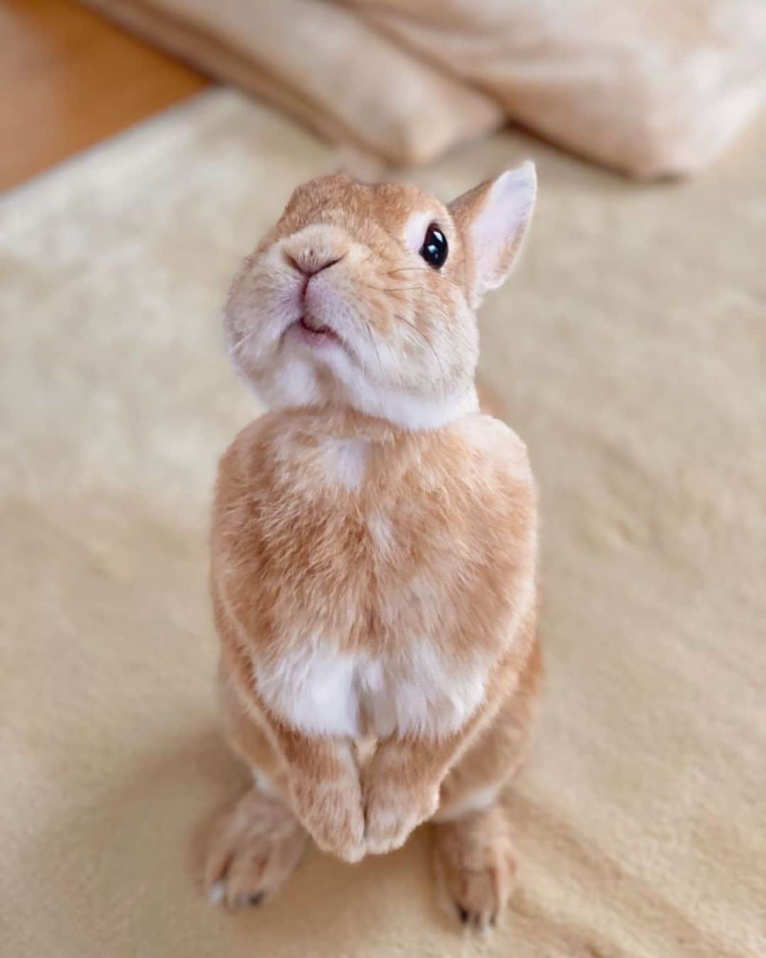 ラン?さんのインスタグラム写真 - (ラン?Instagram)「おやつ待ち( ˙꒳˙ )♡ ☆ バナナ🍌もらいました😁💓 ☆  #うさぎ #ネザーランドドワーフ #rabbit #bunny #bunnystagram  #rabbitstagram  #cute  #かわいい #ふわもこ部  #もふもふ  #zip写真部  #アニマル写真部 #instagramjapan #netherlanddwarf #うさぎと暮らす  #うさぎのいる暮らし #癒し #kawaii #ランちゃん  2020.06.06」6月6日 18時13分 - mofumofuusako