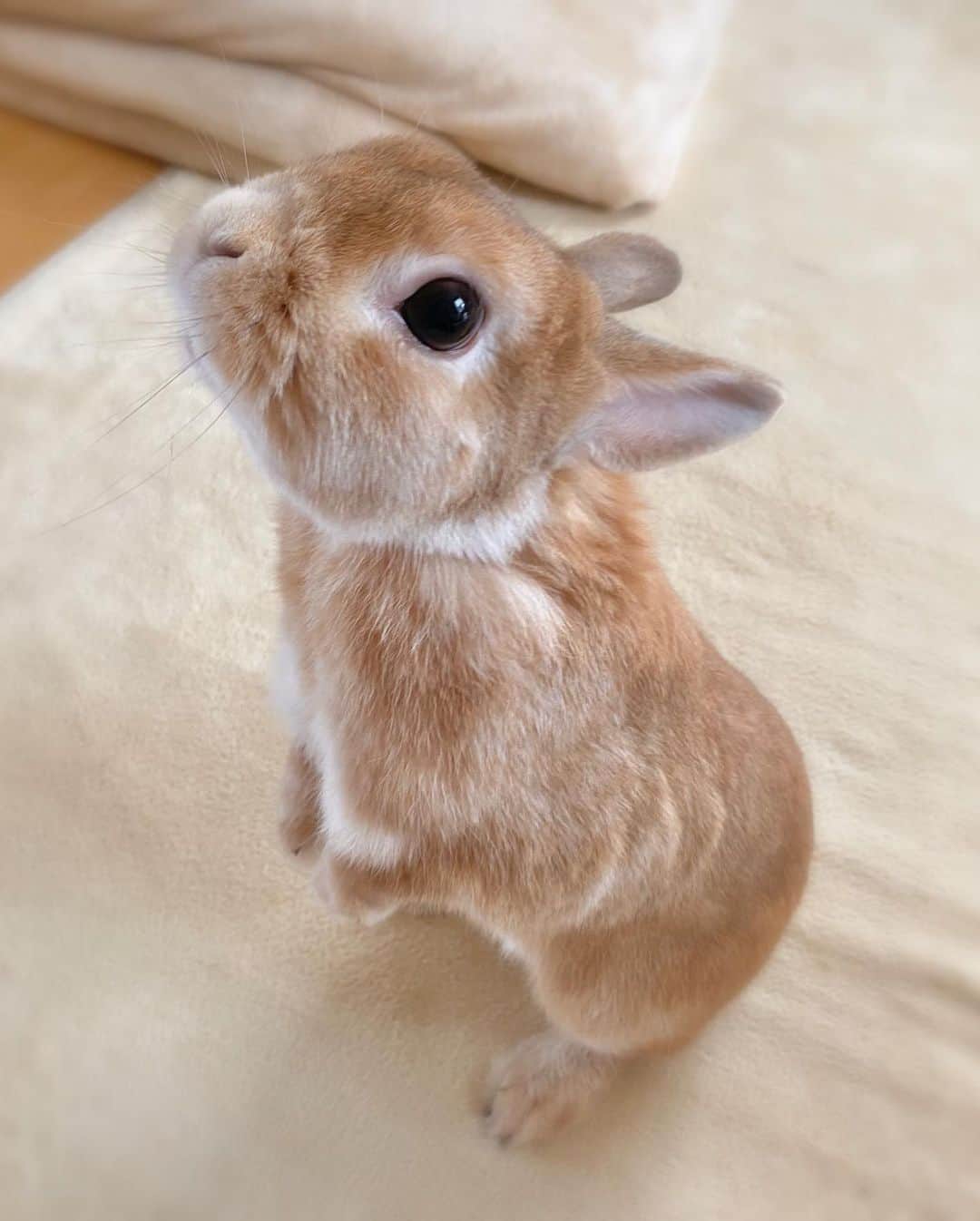 ラン?さんのインスタグラム写真 - (ラン?Instagram)「おやつ待ち( ˙꒳˙ )♡ ☆ バナナ🍌もらいました😁💓 ☆  #うさぎ #ネザーランドドワーフ #rabbit #bunny #bunnystagram  #rabbitstagram  #cute  #かわいい #ふわもこ部  #もふもふ  #zip写真部  #アニマル写真部 #instagramjapan #netherlanddwarf #うさぎと暮らす  #うさぎのいる暮らし #癒し #kawaii #ランちゃん  2020.06.06」6月6日 18時13分 - mofumofuusako