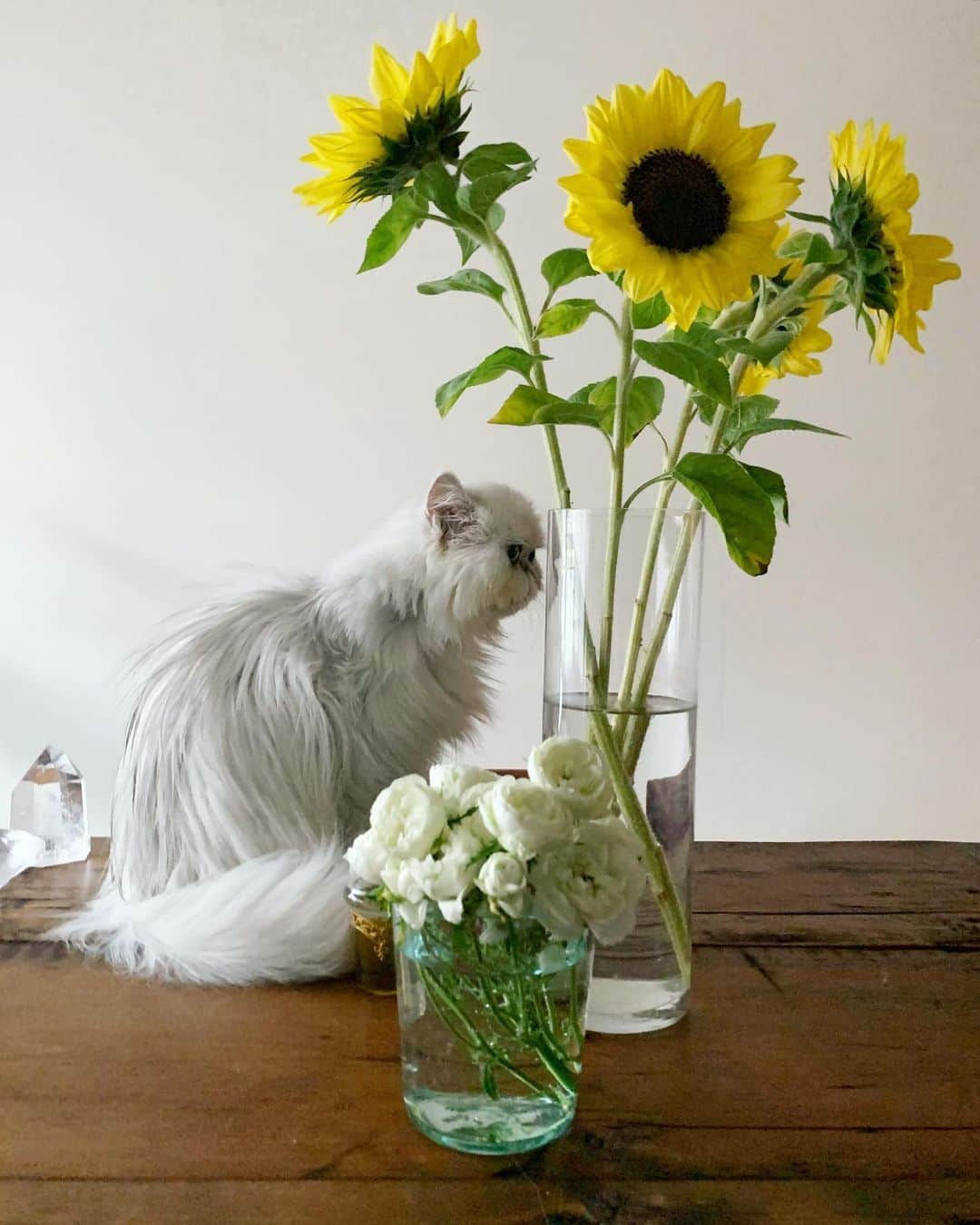 早坂香須子さんのインスタグラム写真 - (早坂香須子Instagram)「初夏の夕立  子供の頃からずっと猫がそばに居て、どの子もほんと可愛かったけど、この方の面白さはなんとも言えない。どんどんおもろくなる熟女であります。  @nacojournal」6月6日 18時16分 - kazukovalentine