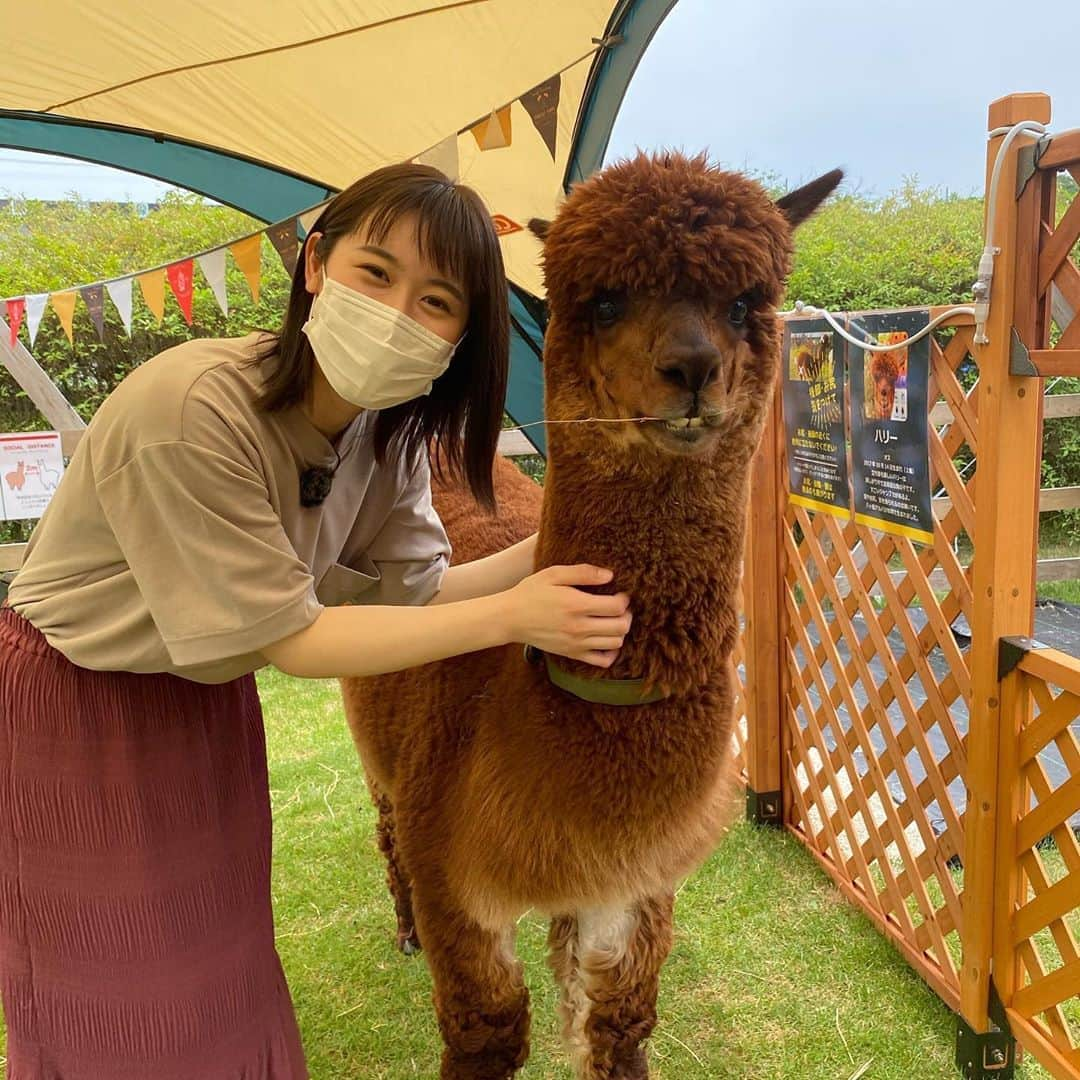 加藤愛さんのインスタグラム写真 - (加藤愛Instagram)「. 🦙🌿アルパカ・パカ🌿🦙 花咲かタイムズのロケで伺いました。 愛知牧場のすぐ近くにあります！🏡 2頭のアルパカ、ラバンくんとハリーくんに会いましたよ🌟 . 新型コロナの前は2頭が一緒に過ごしていましたが 現在は人が密集しないように2頭の間には柵があります。 愛知牧場も同様ですが、 少しずつ動物とのふれあいも再開させていくようです。 ふれあいの後には手洗いをしたり、 手すりや柵にもたれかかったりせず、 思いやって楽しく過ごせたらいいですね☺️ . #アルパカパカ#アルパカ #カメラ目線いただきました #花咲かタイムズ#加藤愛 #シャトレーゼのかりんとう饅頭好き」6月6日 18時42分 - kitkatoai