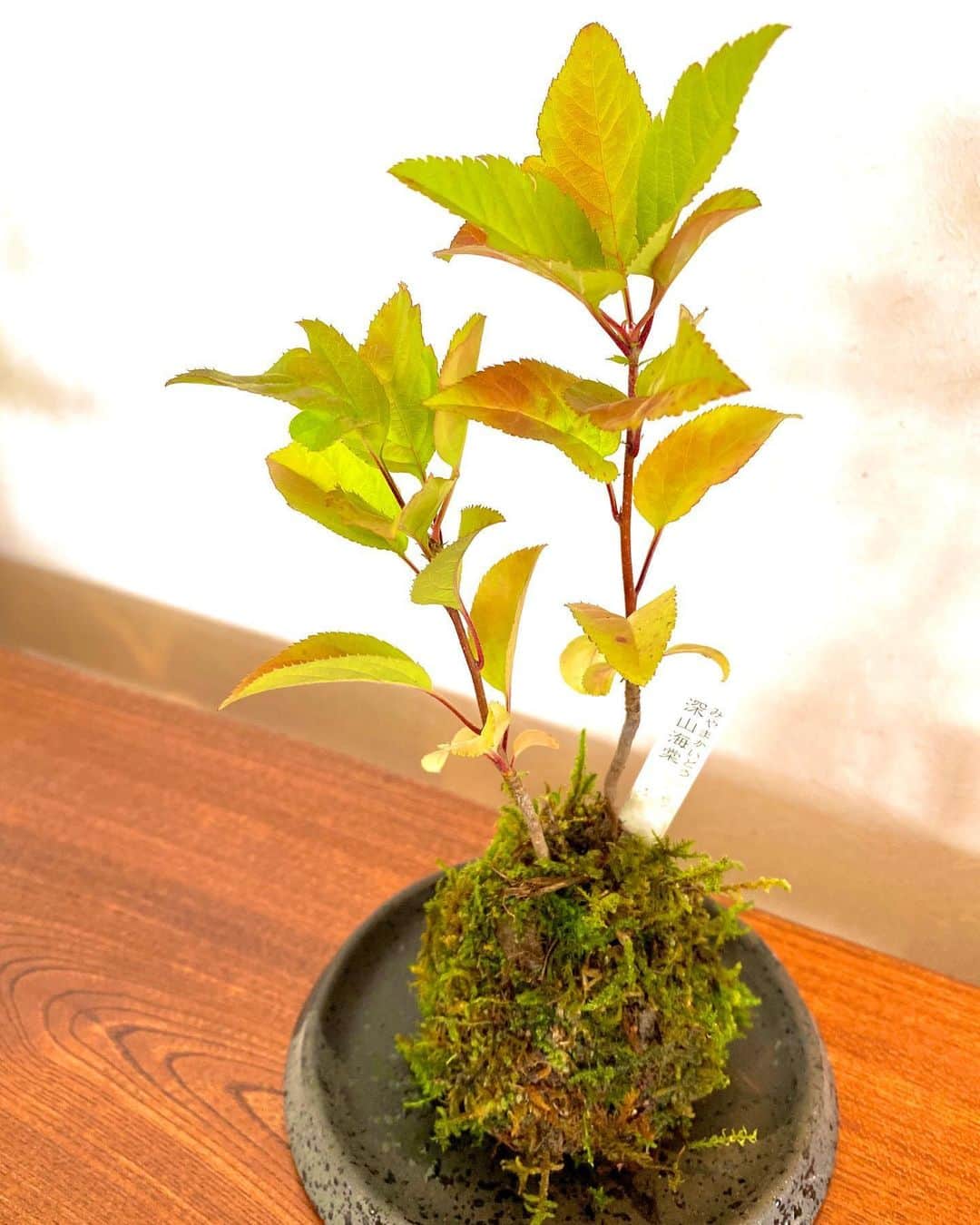 祥吉のグルメインスタ