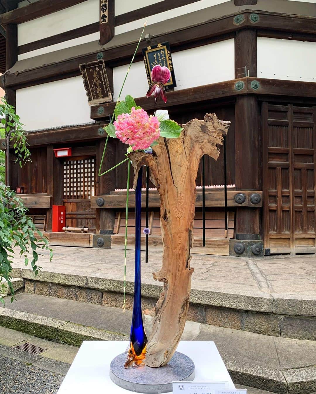 いけばな池坊さんのインスタグラム写真 - (いけばな池坊Instagram)「6月6日「いけばなの日」。 京都・六角堂で池坊京都支部の皆様によるいけばな展示をしています。 今は集まれないので、Facebookライブ配信をしました。 公式Facebookをご覧ください。  #池坊 #いけばな #生け花 #華道 #花 #フラワーアレンジ #フラワーデザイン #和室 #暮らし #アート #ikebanaflowers #Japaneseflowerarrangement #ikebanaforpraying #楽しい池坊自由花 #バラバラでいっしょ #lovelyikenobofreestyle #lovelyfreestyle #ikenobofreestyle #花で言葉を届けよう #6月6日はいけばなの日 #日本いけばな芸術協会 #スキマの花屋 #花とすごそう」6月6日 19時05分 - ikenobo550