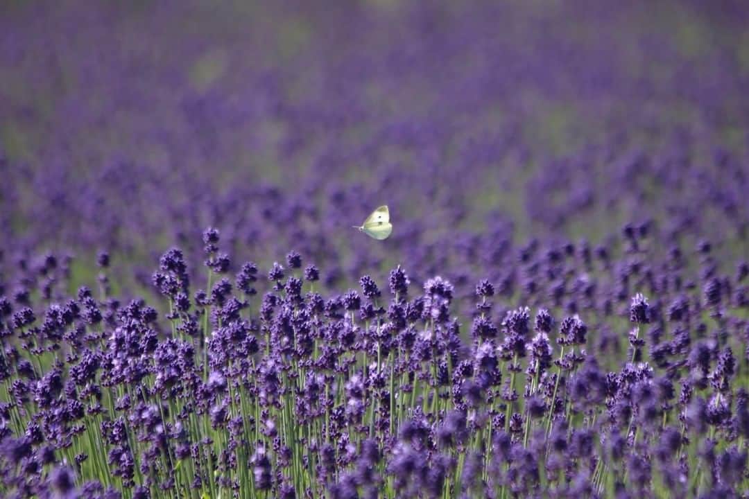 花の写真館のインスタグラム：「Photo by 伊藤 範行.⠀ .⠀ Original Post[投稿いただいたURL]⠀ https://www.facebook.com/photo.php?fbid=1472894389517841⠀ .⠀ 本アカウントは、 #私の花の写真 をつけてInstagramに投稿された皆さまの花の写真や、「花の写真館」Facebookページで投稿された花の写真を紹介します。⠀ 「花の写真館」Facebookページは、「 @floral.photograph 」のプロフィールにあるURLからご覧ください。⠀ .⠀ ※各自、政府、自治体など公的機関の指示に従った行動をお願いします。⠀⠀ 東京カメラ部および分室では、写真を「見る楽しみ」を提供することを通して、微力ながら皆様にわずかな時間でも癒しをお届けしたいと思っております。⠀ ※本アカウントは東京カメラ部がFacebook、Instagramのサービスを利用して運営しているもので、Facebook社・Instagramとは一切関係ありません。⠀ .⠀ #花の写真館 #floralphotograph #floralphoto #flower #flowers⠀ Follow: @floral.photograph」
