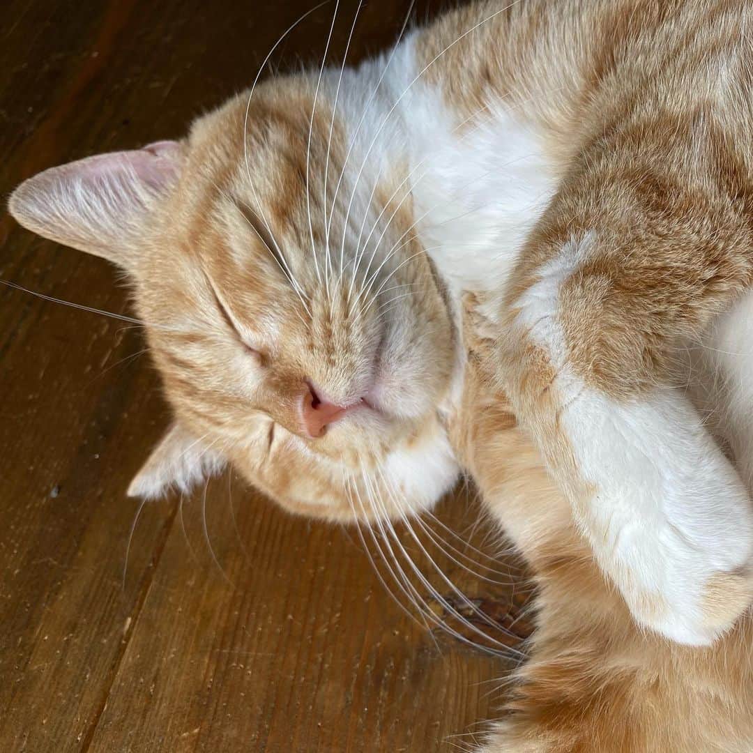 金巻ともこさんのインスタグラム写真 - (金巻ともこInstagram)「ねむい  #hakuchai #cat #茶トラ #猫多頭飼い #tabby #orangetabby #catstagram」6月6日 19時43分 - tomotomoco