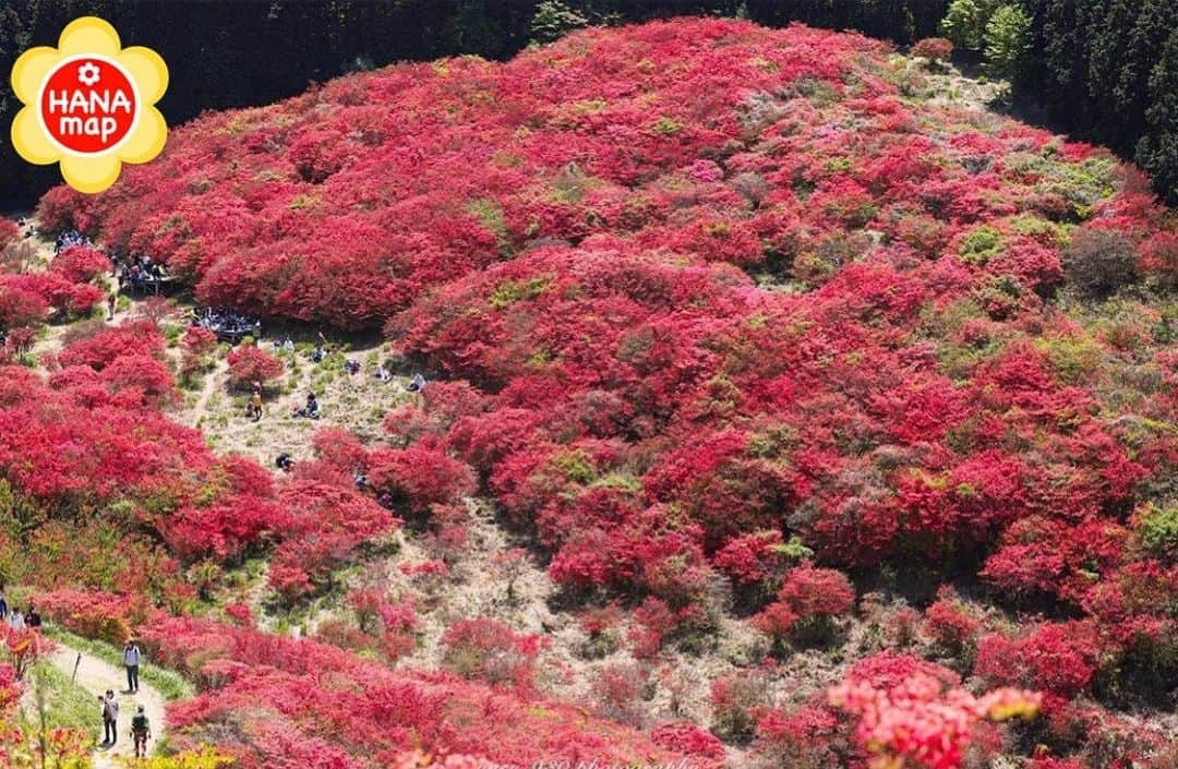 はなまっぷ❁日本の花風景さんのインスタグラム写真 - (はなまっぷ❁日本の花風景Instagram)「はなまっぷ🌸心に残る花風景 *  @yuri_930 さんの  心に残る花風景に花まるを💮 * 人々の心にも花が咲く日本の美しい花風景をありがとうございます😊🌸 * 奈良　#大和葛城山 Mt.Yamatokatsuragi, Nara Pref. * 🌼ツツジの花言葉📝🌼 節度、慎み * ※〜6/30まで、春夏秋冬季節を問わず、みなさんの心に残る素敵な花風景をご紹介させていただいています。見頃や開園状況は各施設のHP等をご確認ください。 * 🌸•••🌸•••🌸•••🌸•••🌸•••🌸 * みなさんがこれまでに撮影された花風景の中から、 ✨1番✨心に残っているお写真に、 * #はなまっぷ #心に残る花風景 * の2つのタグを記載して、 ご参加いただけると嬉しいです。 既に投稿済みのものに追記も可。 （募集期間6月30日(火)まで） * たくさんのご参加お待ちしています😊 * #日本の美しい花風景#心に残る花風景#花#花言葉#風景#ツツジ#躑躅」6月7日 5時32分 - hanamap