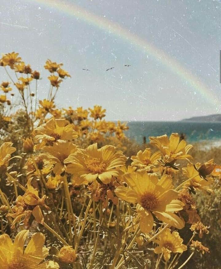 のインスタグラム：「Dreaming of these types of walks 🌼🌼」