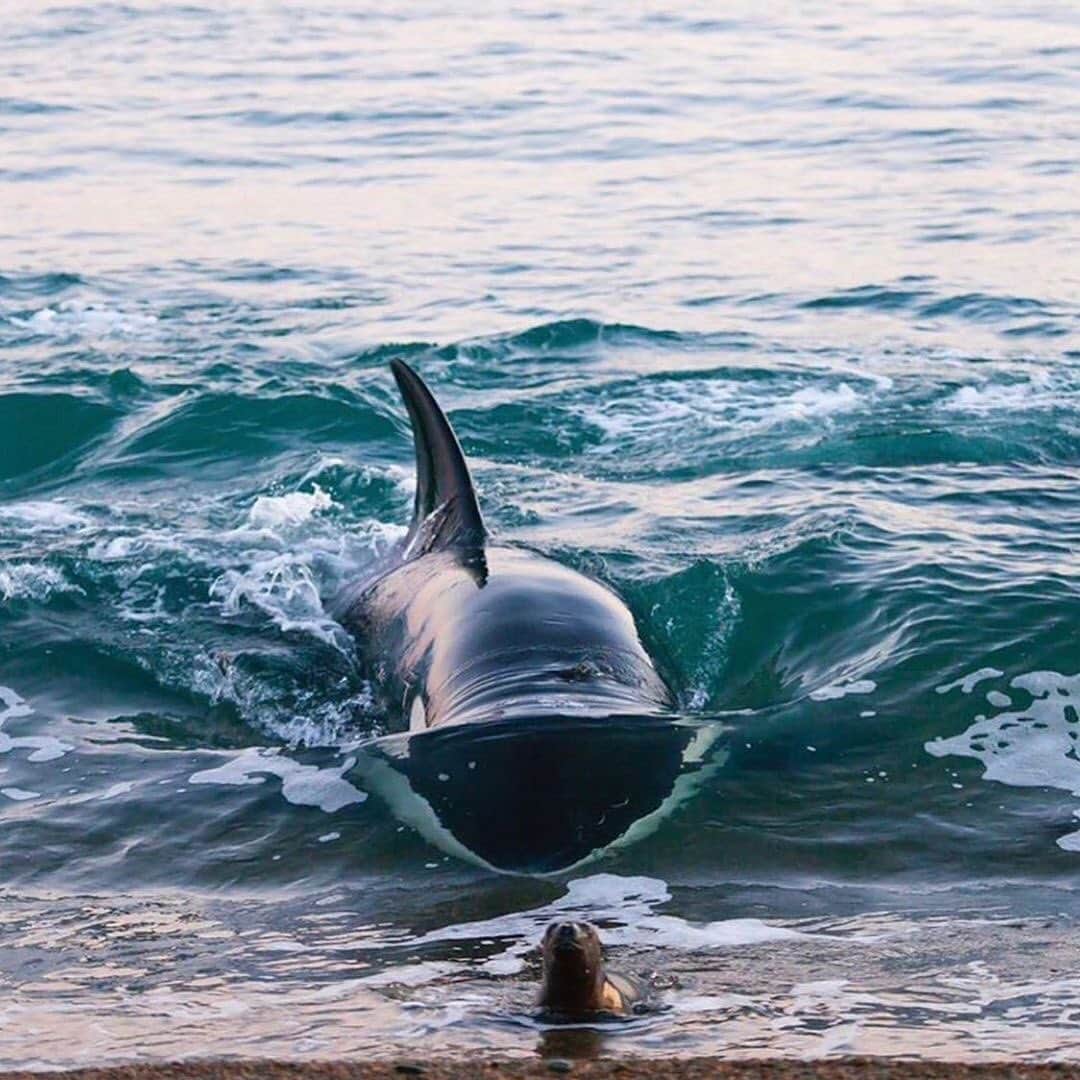 WildLifeのインスタグラム：「The great escape! 📷 @pablocersosimo」