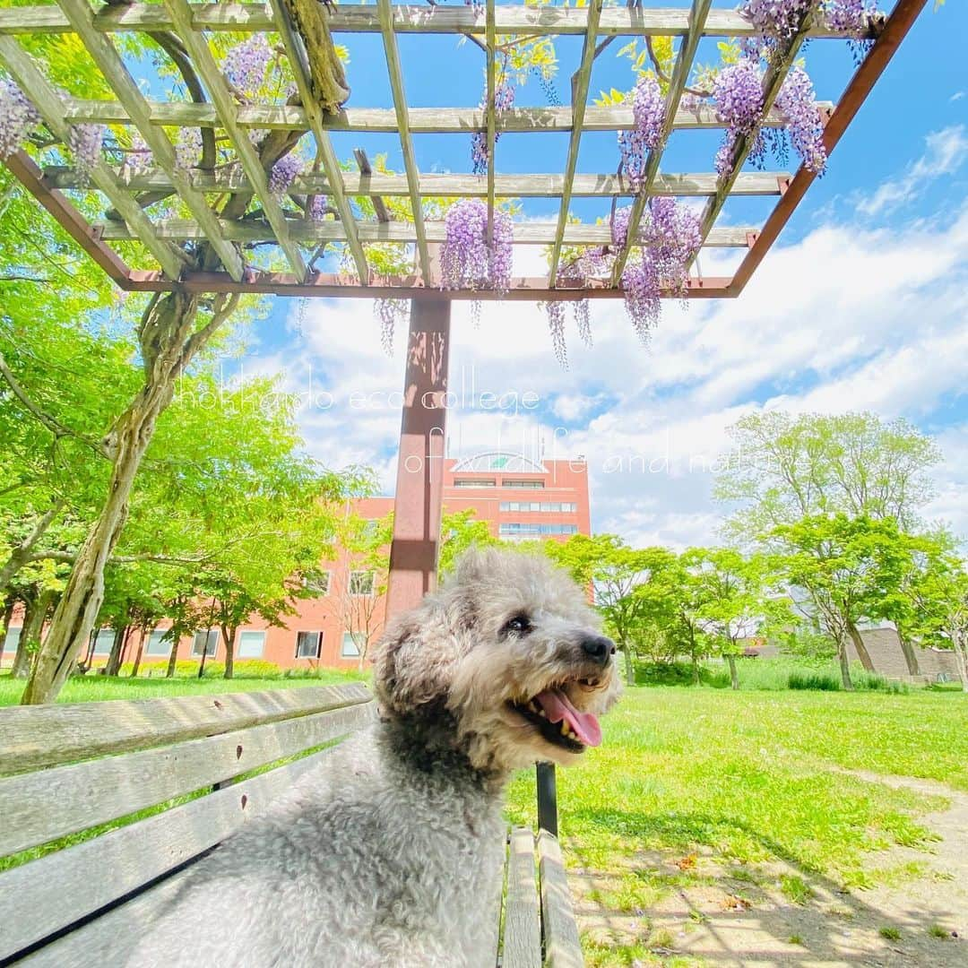 hokkaidoecoさんのインスタグラム写真 - (hokkaidoecoInstagram)「素敵写真♡  #北海道エコ #動物 #専門学校 #プードル #こごろう #素敵写真 #青空 #藤の花 #緑 #なんて素敵な #組み合わせ #👍」6月6日 21時37分 - hokkaidoeco