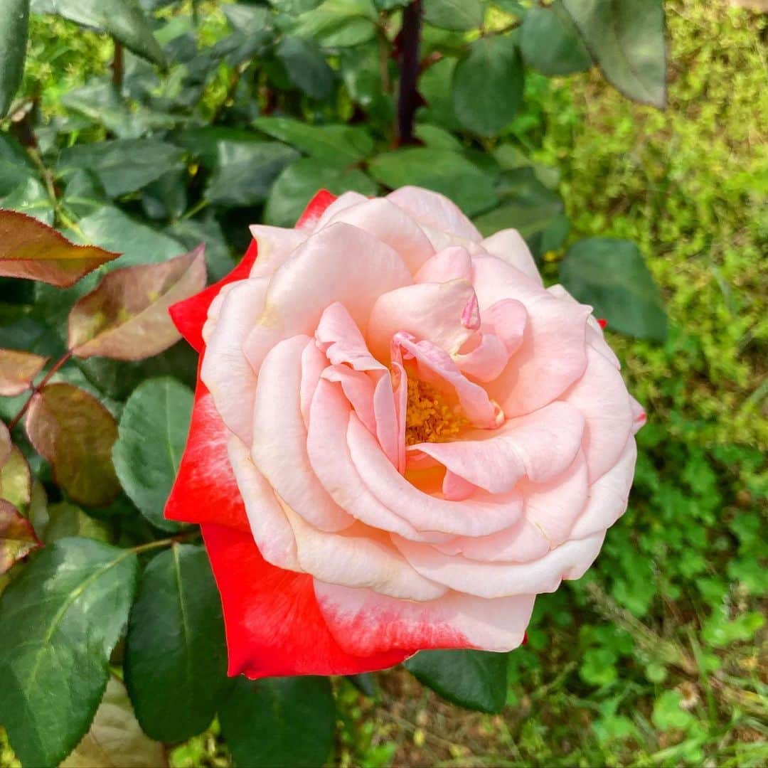 vo_coさんのインスタグラム写真 - (vo_coInstagram)「🌹 代々木公園の薔薇が綺麗でした * #花の写真撮るのは初老の兆し」6月6日 21時42分 - vo_co