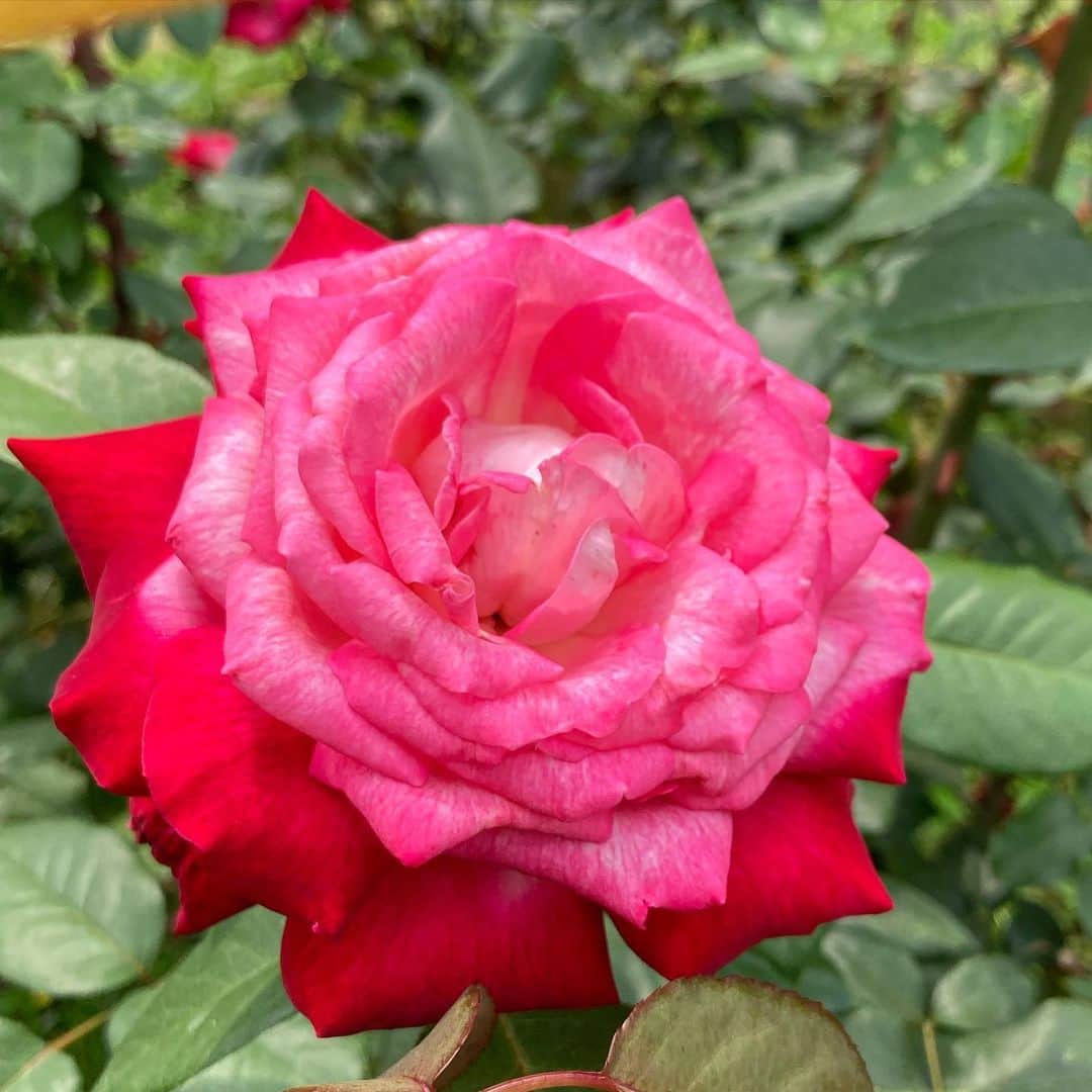 vo_coさんのインスタグラム写真 - (vo_coInstagram)「🌹 代々木公園の薔薇が綺麗でした * #花の写真撮るのは初老の兆し」6月6日 21時42分 - vo_co