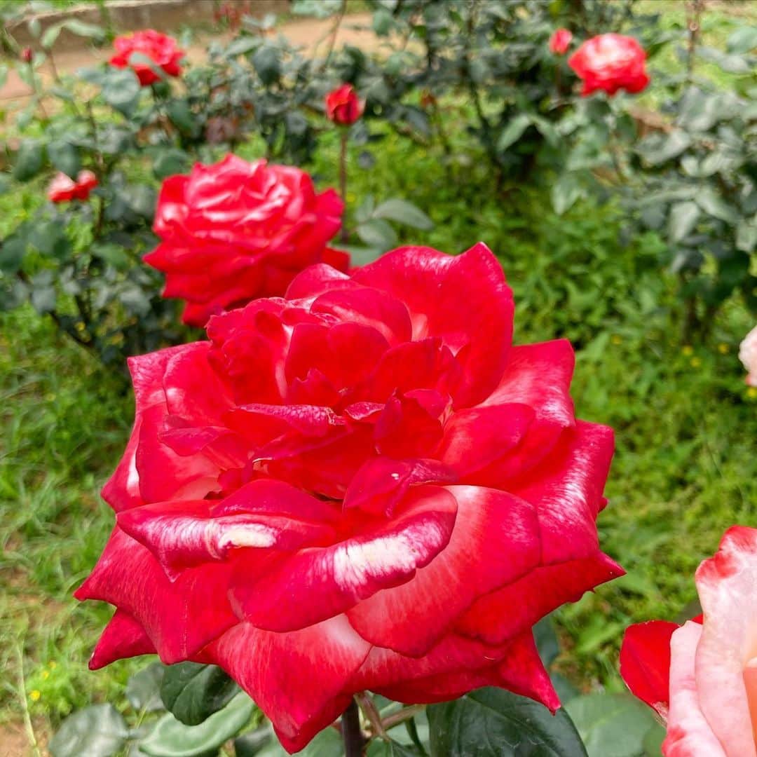 vo_coのインスタグラム：「🌹 代々木公園の薔薇が綺麗でした * #花の写真撮るのは初老の兆し」