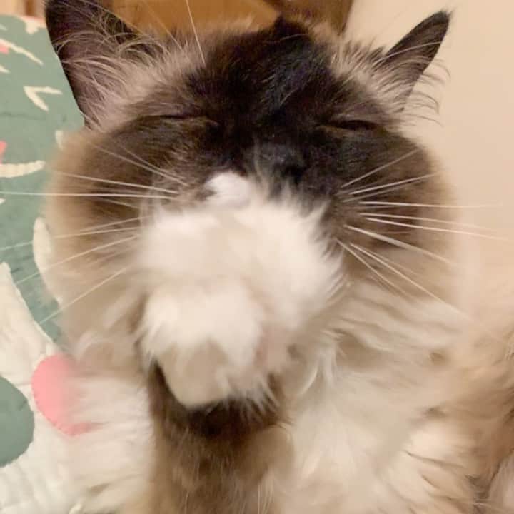 takegaeruのインスタグラム：「ペロペロ👅 いい顔してるね〜( ^ω^ ) #cat #猫 #ragdoll #ラグドール #ホワイトポッチーズ」