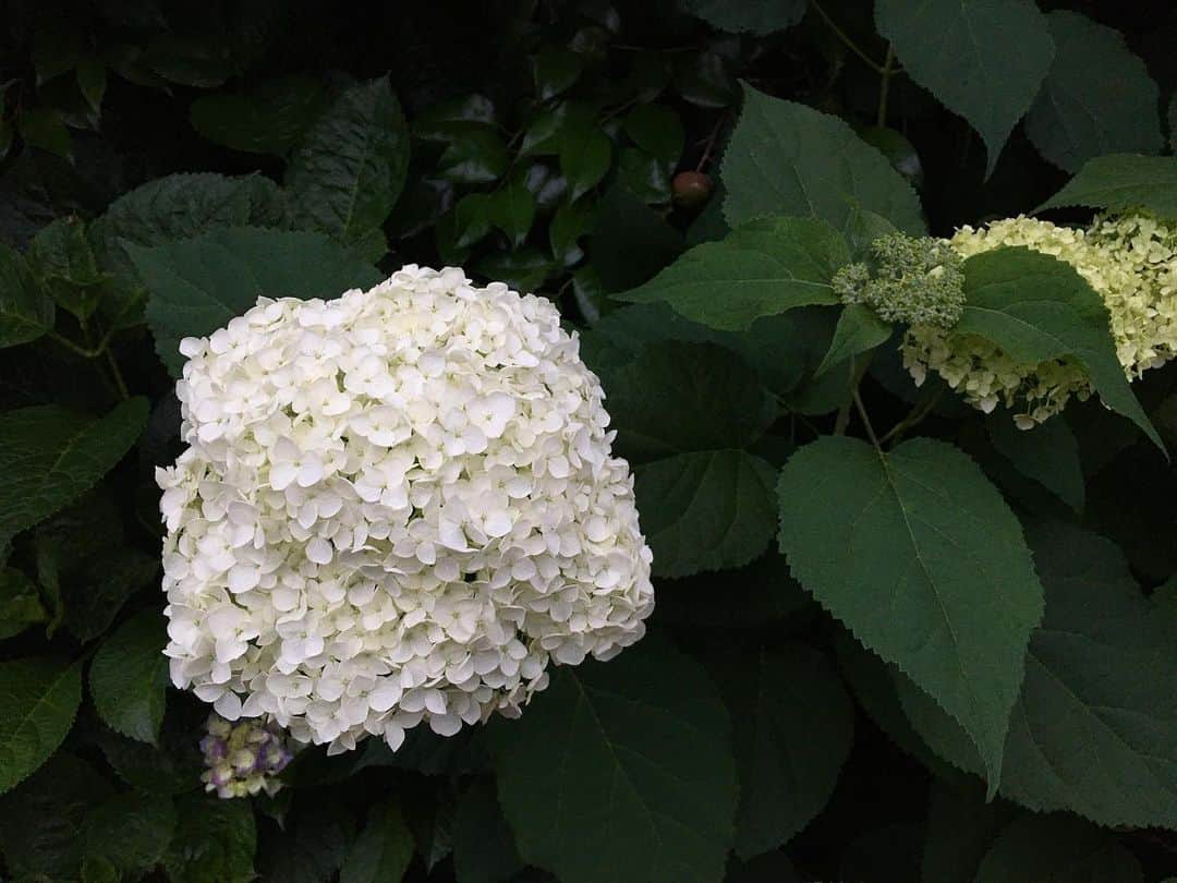 maggydaisyのインスタグラム：「_  あちこちの紫陽花が美しい✽  #紫陽花 #アジサイ #アナベル #hydrangea」