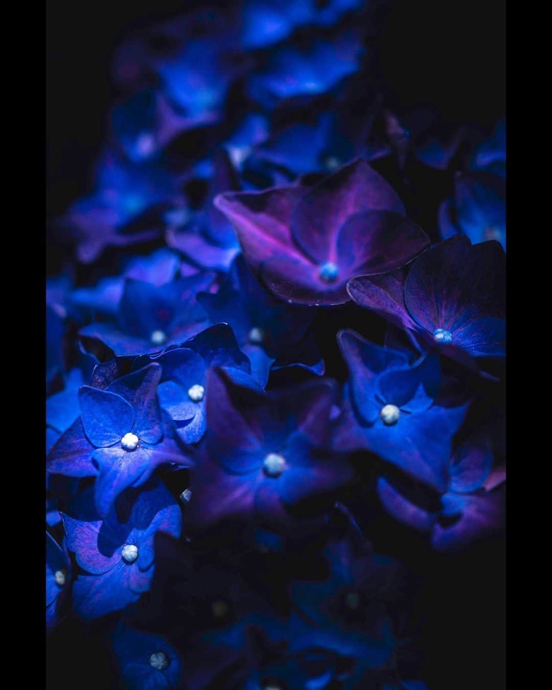 市原隼人さんのインスタグラム写真 - (市原隼人Instagram)「#6月 #紫陽花 #雨の匂いがする #雨上がりの朝も好きだ」6月6日 22時13分 - hayato_ichihara