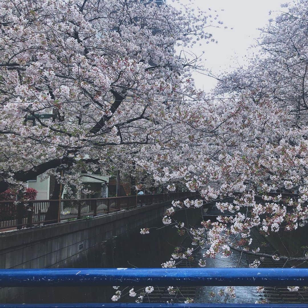 末吉咲子のインスタグラム：「. . . もう6月なのにすみませんw 桜の花より、梅の花が好きだけど🌸 咲いてるってだけで偉いや👏 来年も咲いてね👍 来年も見ようね🙋‍♀️ #벗꽃 #나카메구로 #目黒川 #도쿄 #風景」