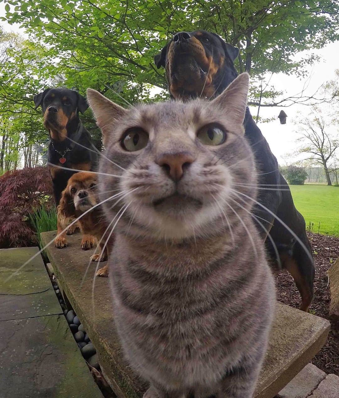 マニーさんのインスタグラム写真 - (マニーInstagram)「Good Morning 🐾 #GoPro」6月6日 22時18分 - yoremahm