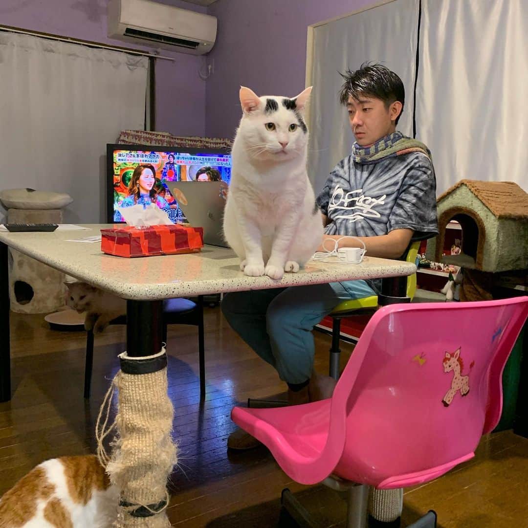 Kachimo Yoshimatsuさんのインスタグラム写真 - (Kachimo YoshimatsuInstagram)「オタオタ....ドキドキ.... さっきまでいた1階のテーブルに似てるんだけど…ここは…  #うちの猫ら #nanakuro #猫 #ねこ #cat #ネコ #catstagram #ネコ部 http://kachimo.exblog.jp」6月6日 22時43分 - kachimo