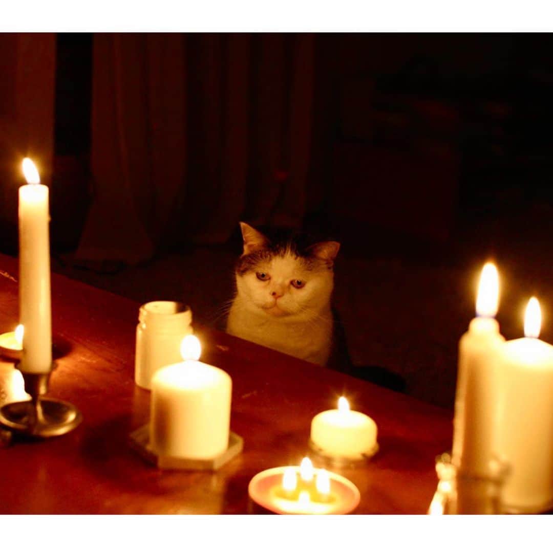 OKAさんのインスタグラム写真 - (OKAInstagram)「リメンバーミーまこやんでおやすみー  映画は友人のちびっこに勧められて鑑賞。歳のせいか涙もろい。 #mako_memorial  #リメンバーミー #まこという名の不思議顔の猫」6月6日 22時46分 - ytrpics