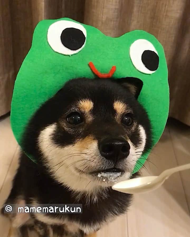 まめ丸のインスタグラム：「* * 【 #はめ丸 シリーズ第14弾かえる🐸】 * 今日はカエルさん🐸の日なんだって❣️ ヨーグルトたべるカエルさん🐶💓 * I'm frog , not dog🐶🐸💓 🌟#mamemaruscosplay  No.14 frog🐸🌟 * #まめ丸ヨーグルトまち 🐮 #おくちについてるね🐶💦 * #柴犬#豆柴#柴#黒柴#黒豆柴#犬#shiba#shibainu#shibastagram#shibadog#puppy#instadog#dogstagram#dog#instashiba#petstagram#pet#buzzfeedanimals#cute#cutedog#강아지#멍스타그램#worldofcutepets#顔ハメ」