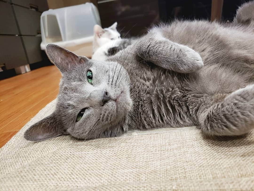 坂本詩緒里さんのインスタグラム写真 - (坂本詩緒里Instagram)「おやすみなさい🐱💤 #ねこのいる暮らし  #おやすみなさい  #かわいい #癒し #もふもふ #子猫 #家族 #ふわふわ #ねこ #猫 #ねこすたぐらむ #ロシアンブルー #ウトウト #ゴロゴロ #cat #catstagram #pet #goodnight #cute」6月6日 23時09分 - jpba529