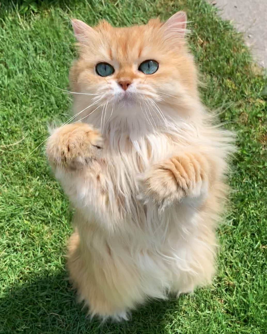 Smoothieのインスタグラム：「Look dad, no paws!」