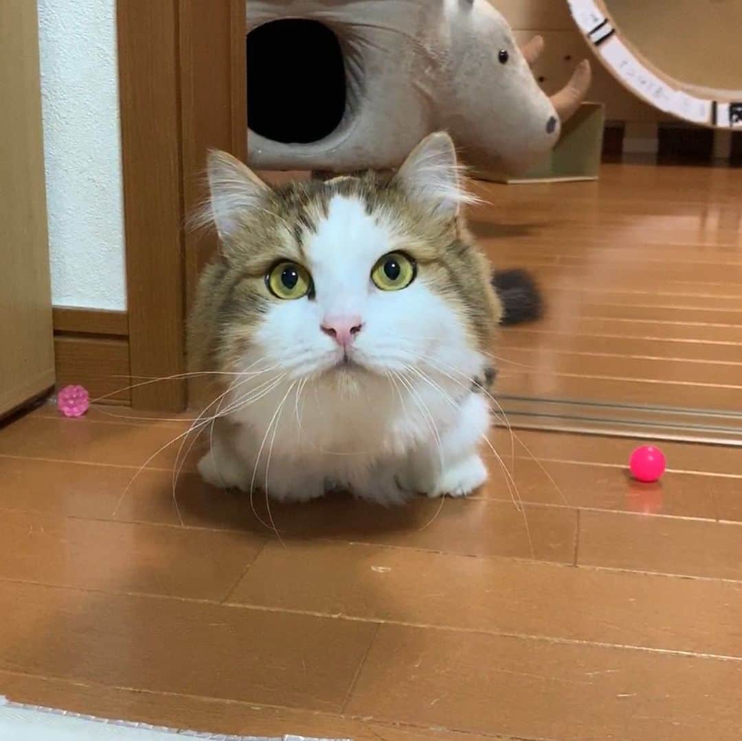 ひのき猫さんのインスタグラム写真 - (ひのき猫Instagram)「サマーカット、途中経過です🤗 #サマーカット猫 #ねこのいる生活 #cat」6月6日 23時29分 - hinoki.cute.kitten