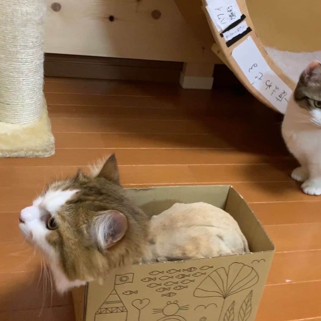 ひのき猫さんのインスタグラム写真 - (ひのき猫Instagram)「サマーカット、途中経過です🤗 #サマーカット猫 #ねこのいる生活 #cat」6月6日 23時29分 - hinoki.cute.kitten