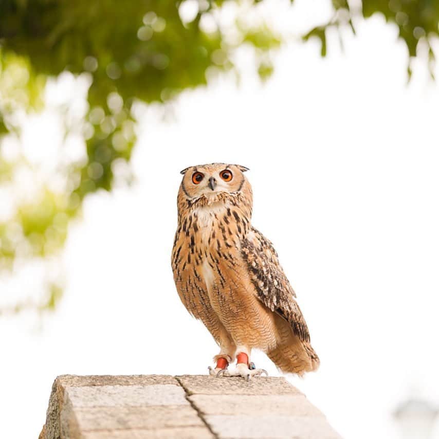 GEN3 Owlのインスタグラム：「遠くを飛ぶ鳥を見てるよ。 Garu looks at the birds. #owl #owlgaru」