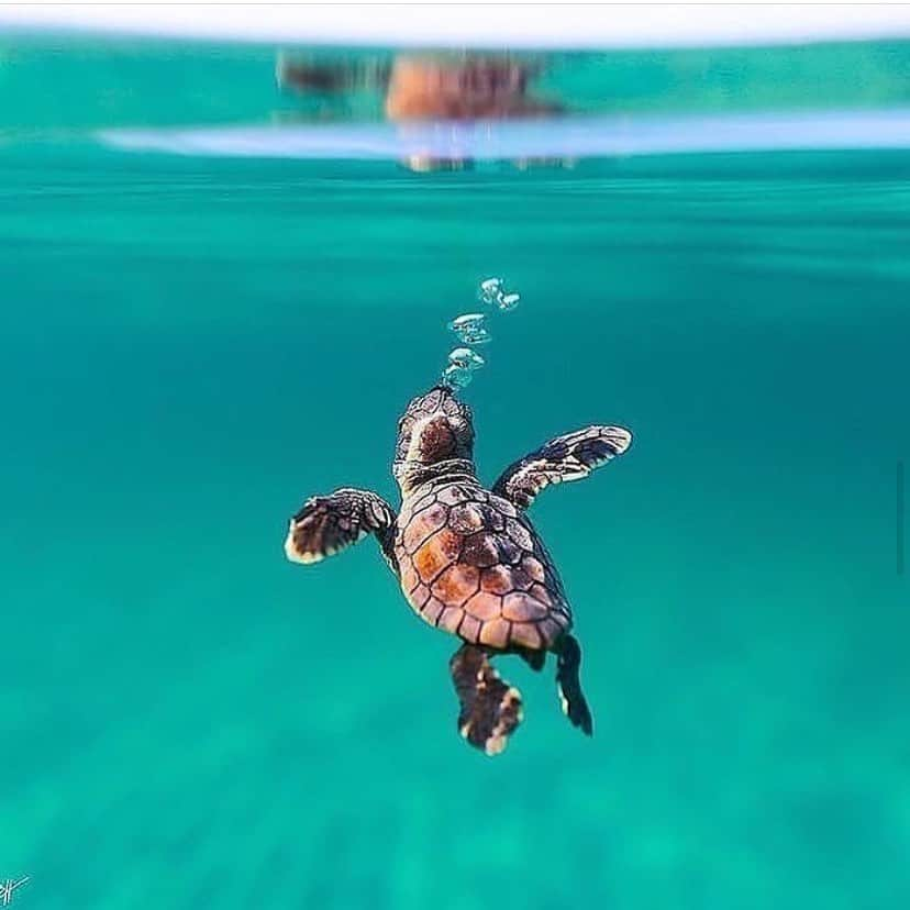 Baby Animalsさんのインスタグラム写真 - (Baby AnimalsInstagram)「Cute little sea turtle! 🐢」6月7日 0時00分 - thebabyanimals