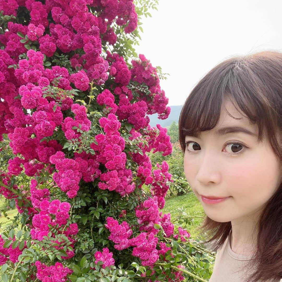 伊沢千夏さんのインスタグラム写真 - (伊沢千夏Instagram)「薔薇園🌹 なんて素敵なのでしょう✨💗」6月7日 0時07分 - izawachinatsuofficial