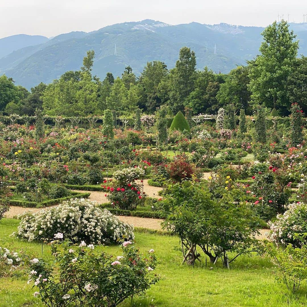 伊沢千夏のインスタグラム：「薔薇園🌹 なんて素敵なのでしょう✨💗」