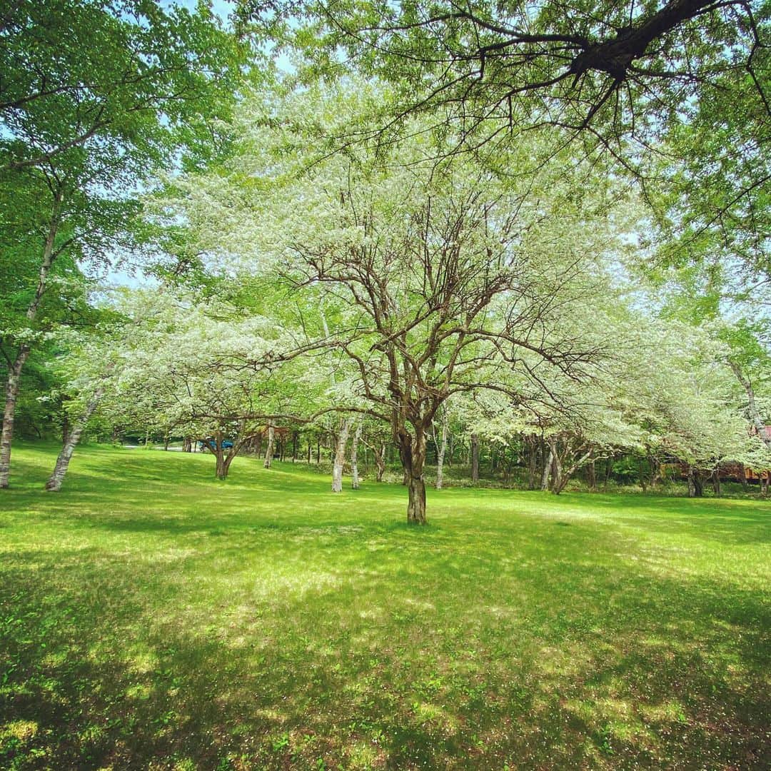 KOKIAのインスタグラム：「Happy green. Charged!! #tokyo #japan #japon #kokia #photography #歌手 #コキア #insta #art #beautiful #picoftheday #follow #女性 #ソングライター #photooftheday #woman #jmusic #ボーカリスト #singer #songwriter #jpop #vocalist #voice #声 #ライブ #live #綺麗 #日本 #green」
