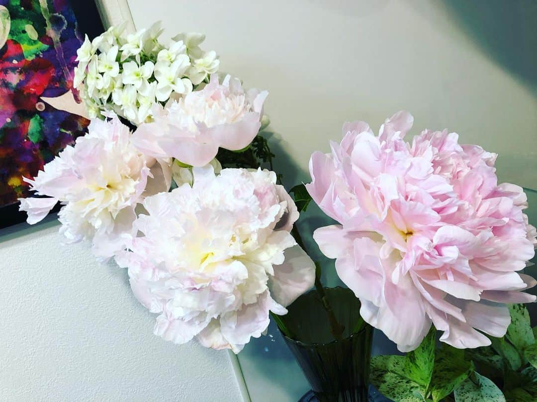 富田麻帆さんのインスタグラム写真 - (富田麻帆Instagram)「すごぉーい！ 生きてる〜！ 全部花開きました♡」6月7日 0時30分 - maho_tomita6261