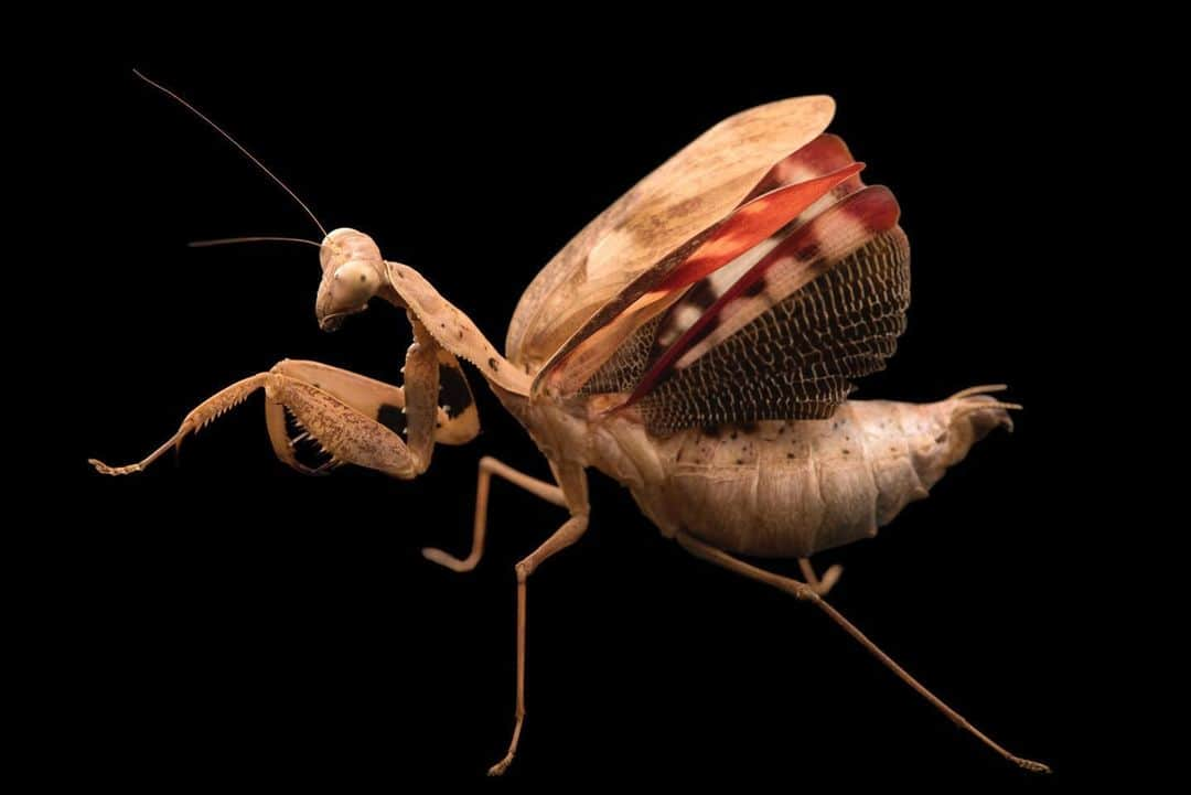 Joel Sartoreさんのインスタグラム写真 - (Joel SartoreInstagram)「This elegant beauty is a mega mantis @oneabq. Found worldwide in temperate and tropical habitats, mantises are an order of insects that contains over 2,400 species! These insects are easily distinguished from close relatives like termites and cockroaches thanks to their triangular heads, flexible necks, and bulging eyes. Mantises are also well known for their elongated bodies and enlarged forelegs that are well adapted for catching and gripping prey. #mantis #megamantis #insect #pretty #elegant #PhotoArk #savetogether」6月7日 0時39分 - joelsartore