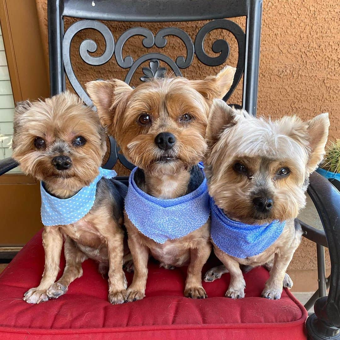 さんのインスタグラム写真 - (Instagram)「Oliver, Sammy & Max 💭 Don’t laugh! 😏🙈😳Mommy says #ChickenLegs must be the latest trend in #DogHair #DogHairCut #ThreeAmigos #YorkieBrothers #DogHairStyle 🤷🏻‍♂️🤔😳🙄🤭🤣🥺」6月7日 0時51分 - happyyorkiefamily