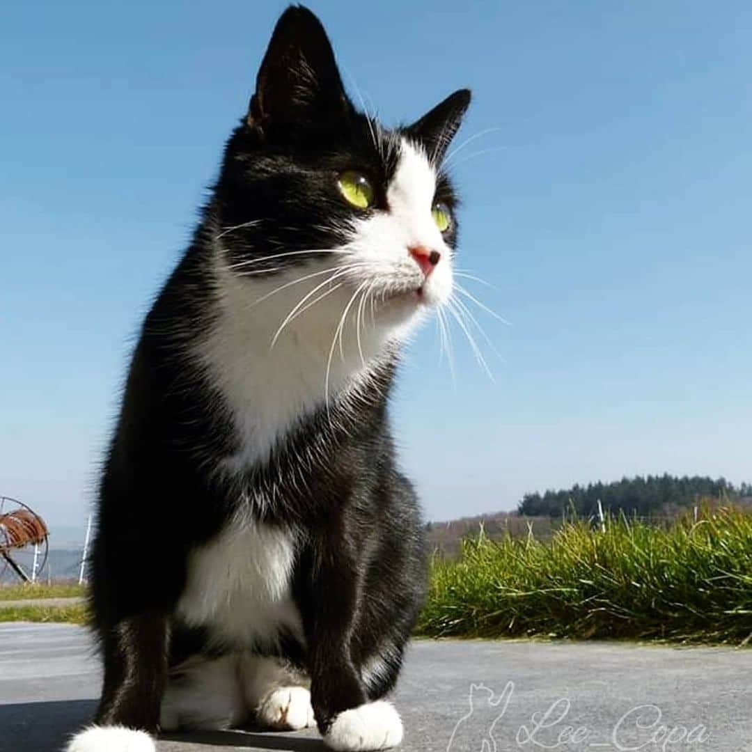 CatStockerさんのインスタグラム写真 - (CatStockerInstagram)「Hello! #catstocker is here!  Follow our FURRriend @4amazing_cats  Scroll right for more pictures 👉 . . . . . . . . #cat #neko #mačka #chat #kočka #котка #kotek #kot #кіт #mače #кошка #кот #katze #gato #gatto #kissa #kattunge #猫 #고양이 #貓 #kedi #köttur #kissanpentu #חתול #кішка #kedicik #кошеня #gattino #子猫」6月7日 1時15分 - catstocker