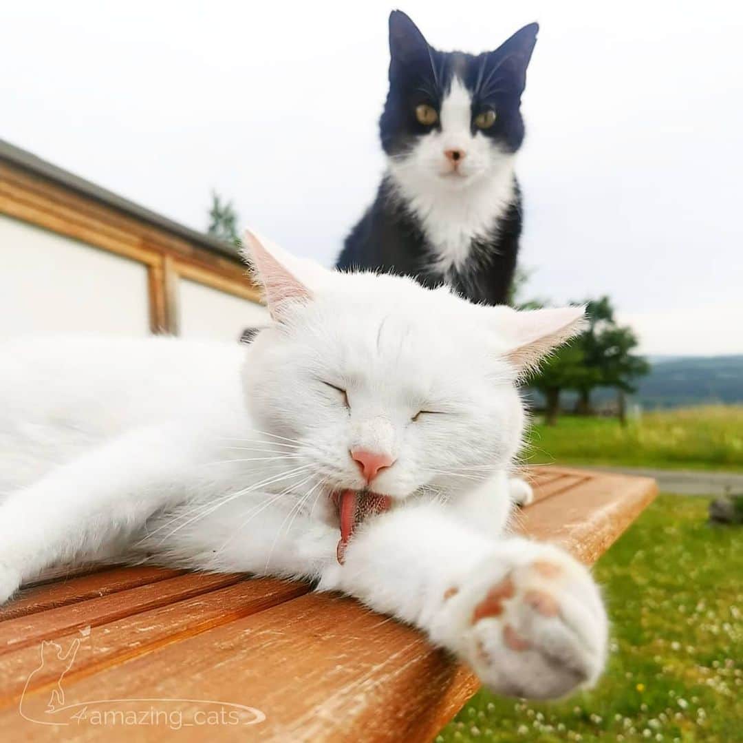 CatStockerのインスタグラム：「Hello! #catstocker is here!  Follow our FURRriend @4amazing_cats  Scroll right for more pictures 👉 . . . . . . . . #cat #neko #mačka #chat #kočka #котка #kotek #kot #кіт #mače #кошка #кот #katze #gato #gatto #kissa #kattunge #猫 #고양이 #貓 #kedi #köttur #kissanpentu #חתול #кішка #kedicik #кошеня #gattino #子猫」