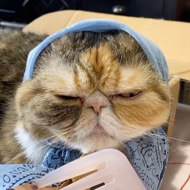 Tinaのインスタグラム：「No comment. 😹 ( we are having too much fun on @tiktok)」