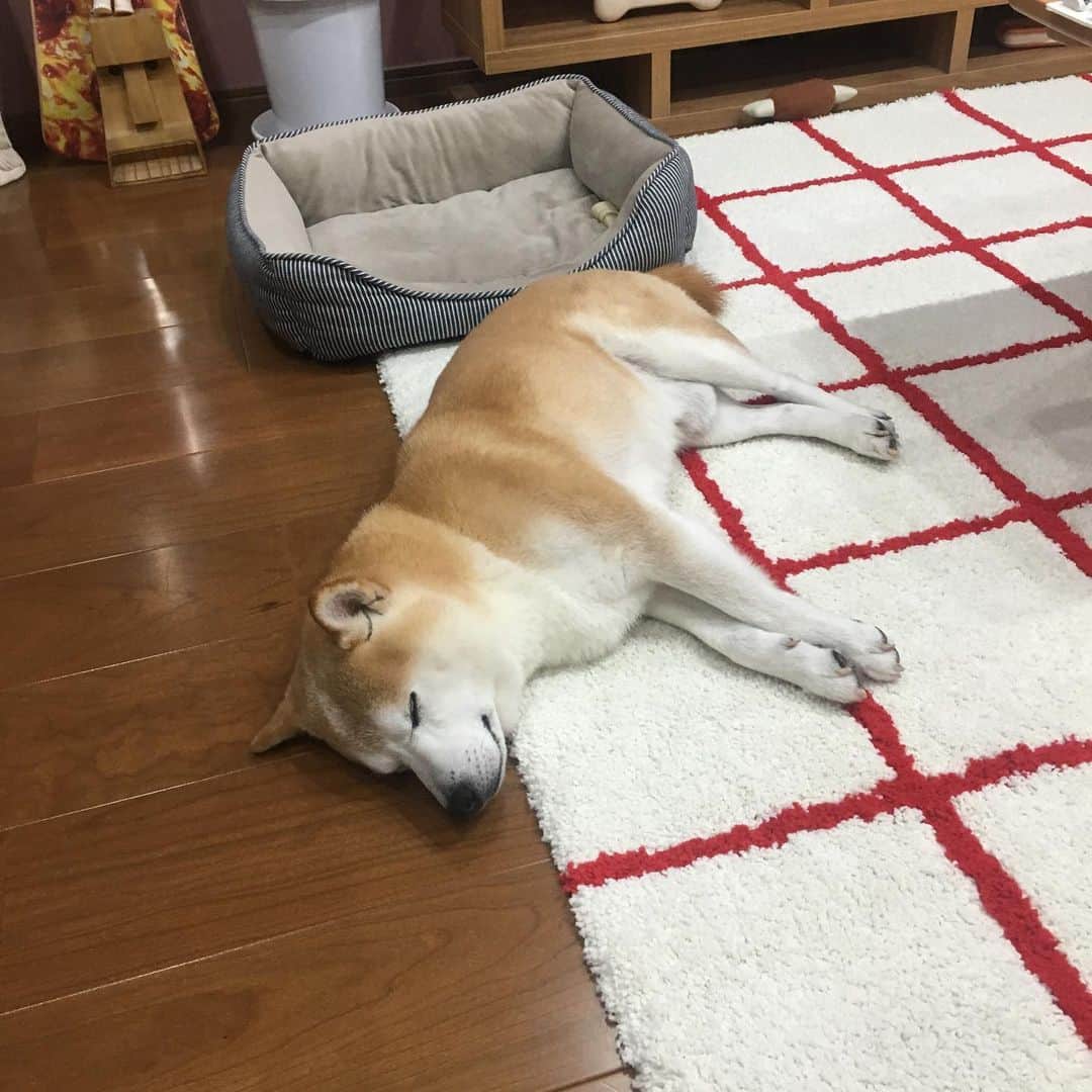 HALFBYのインスタグラム：「夏バテでほぼ一日中寝てる」