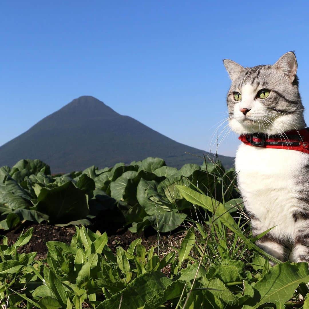 Nyankichi Noranekoさんのインスタグラム写真 - (Nyankichi NoranekoInstagram)「～ニャン吉のちょい旅ガイド～ 薩摩半島の最南端、砂むし温泉で有名な指宿の南西部に位置する開聞岳。 円錐形の美しい山で、薩摩富士と呼ばれているにゃり😸  #猫 #cat #고양이 #แมว #貓 #кошка #qata #chat #ニャンスタグラム #gato #catsofinstagram #ねこ部 #旅猫 #cats #野良猫 #ニャン吉 #japan #猫写真 #ねこ #seekor #ネコ #kitty #catlover #動物 #開聞岳 #薩摩富士 #鹿児島 #kagoshima」6月7日 3時00分 - noraneko_nyankichi