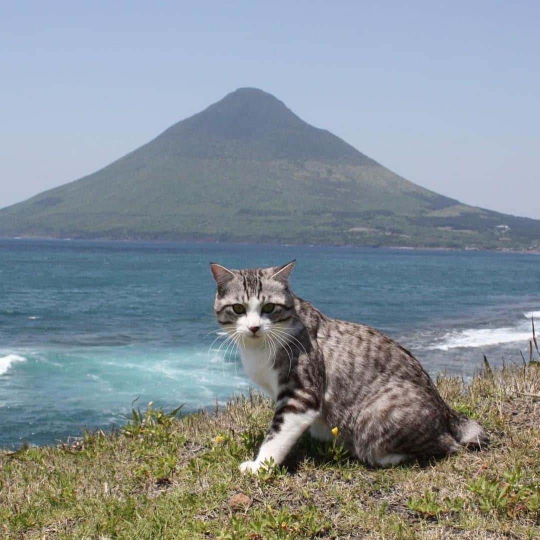 Nyankichi Noranekoさんのインスタグラム写真 - (Nyankichi NoranekoInstagram)「～ニャン吉のちょい旅ガイド～ 薩摩半島の最南端、砂むし温泉で有名な指宿の南西部に位置する開聞岳。 円錐形の美しい山で、薩摩富士と呼ばれているにゃり😸  #猫 #cat #고양이 #แมว #貓 #кошка #qata #chat #ニャンスタグラム #gato #catsofinstagram #ねこ部 #旅猫 #cats #野良猫 #ニャン吉 #japan #猫写真 #ねこ #seekor #ネコ #kitty #catlover #動物 #開聞岳 #薩摩富士 #鹿児島 #kagoshima」6月7日 3時00分 - noraneko_nyankichi