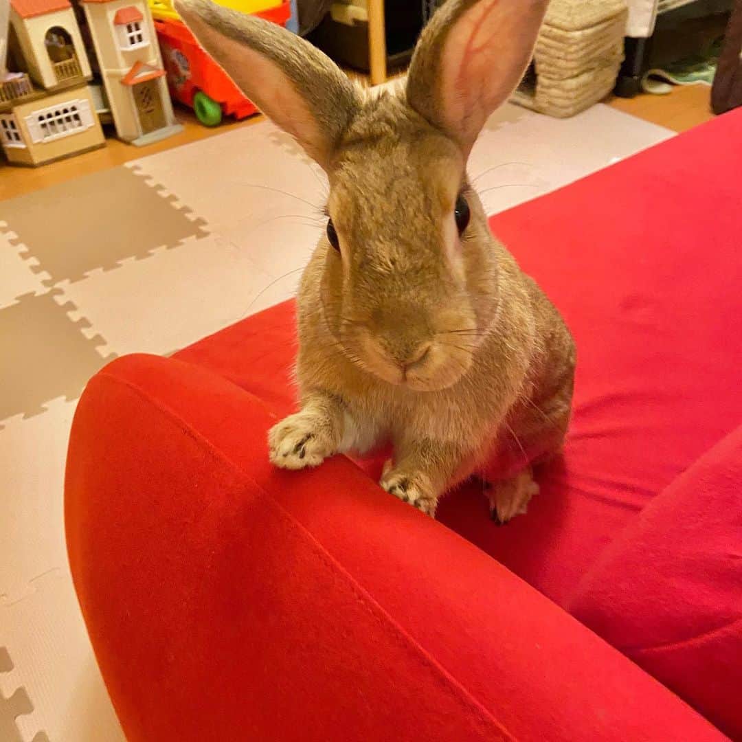 友風子/yufushiさんのインスタグラム写真 - (友風子/yufushiInstagram)「前足かわいい  #rabbit #うさぎ #ネザーランドドワーフ」6月7日 16時00分 - uko_yufushi