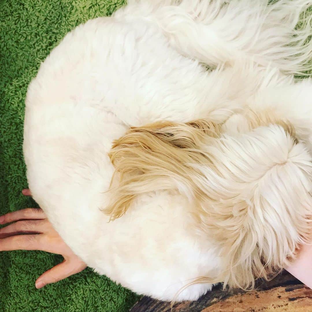 北山陽一のインスタグラム：「うつ伏せで携帯してたら未知の角度から腕枕してきた。のです。#きたやまおもち」