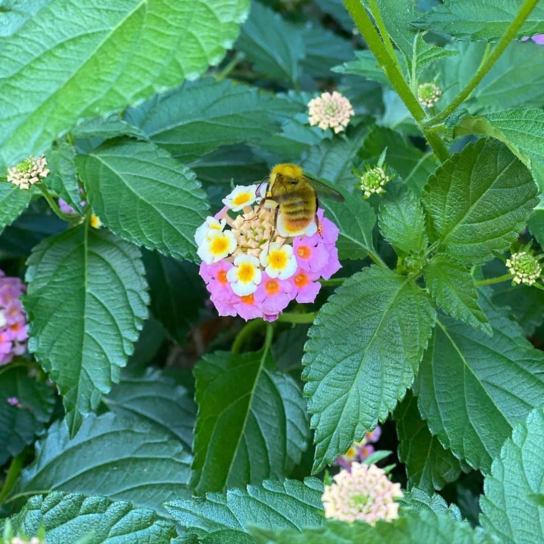 ヨンアさんのインスタグラム写真 - (ヨンアInstagram)「今日はずっと🐝を見つけにあっちこっちへ🤪」6月7日 15時57分 - youn1029