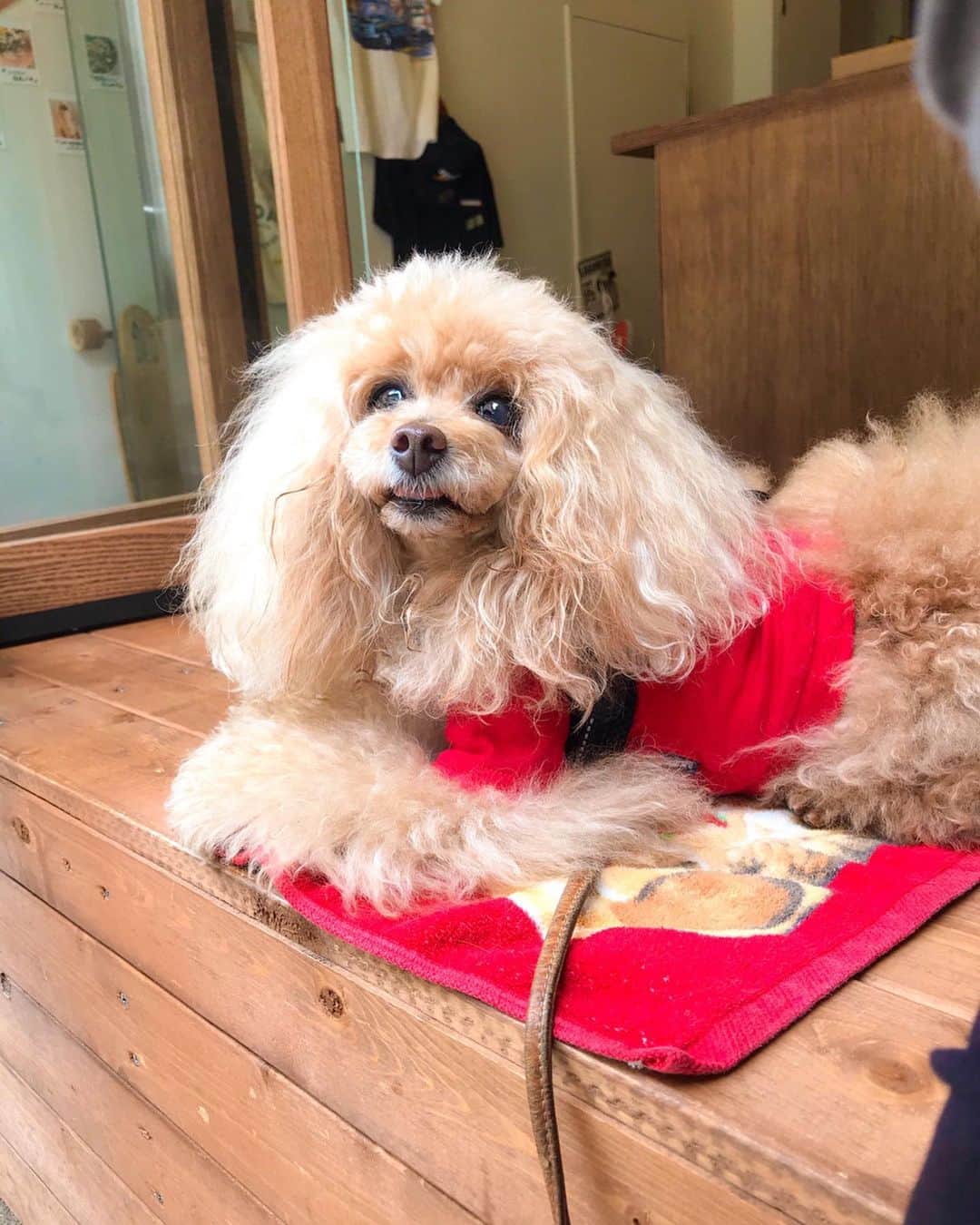 Toypoodle Mikuru?Asakusa Tokyoのグルメインスタ