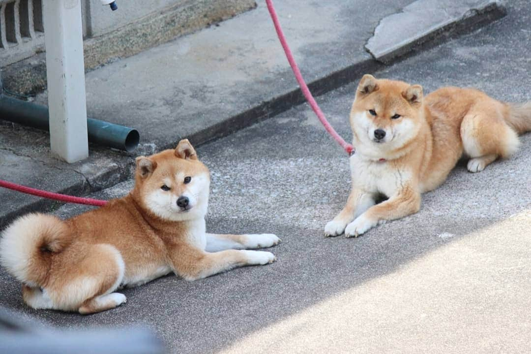 柴犬たま Shibainu Tamaのインスタグラム