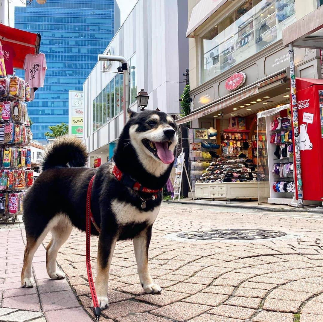 vo_coのインスタグラム：「🐾 竹下通り、人混み嫌いのこたつでも歩けるくらいに空いてましたー うちの奥さんは小学生まで竹下通りに住んでいたと言う生粋の原宿っ子なので、現在うちの本籍地はこの写真に写ってるあたりです😂 * #shibastagram #instashiba #shiba #shibainu #黒柴 #柴犬」