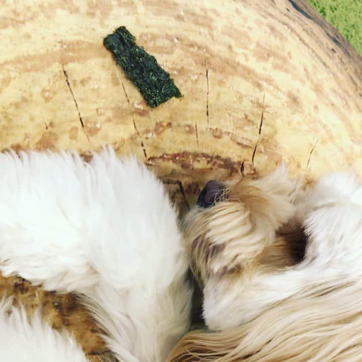 北山陽一のインスタグラム：「こういう植物いる気がする。#きたやまおもち」